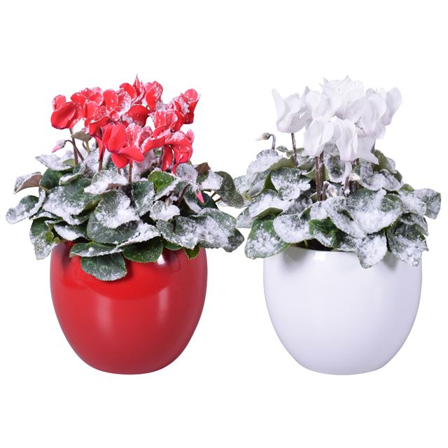 Picture of CYCLAMEN RED/WHITE IN COLOUR CODED CERAMIC+SNOW