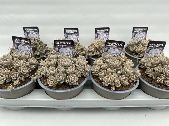 Picture of OROSTACHYS IWARENGE CHINESE HAT