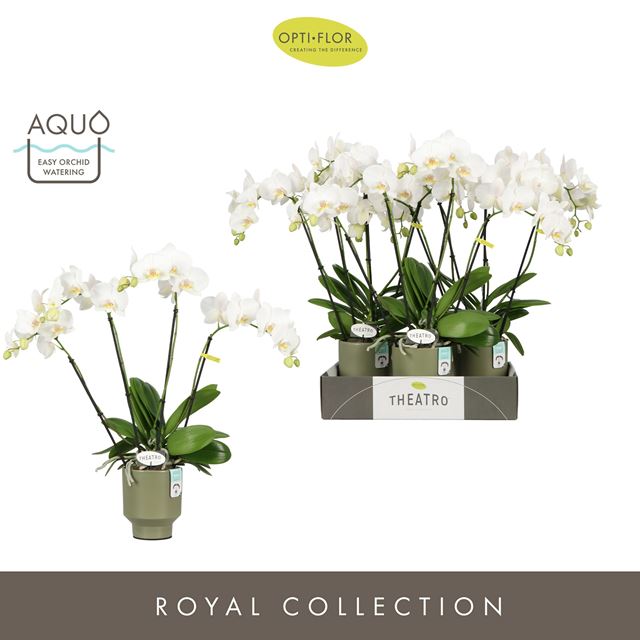 Picture of PHALAENOPSIS 04-STEM THEATRO JAZZ  IN CERAMIC