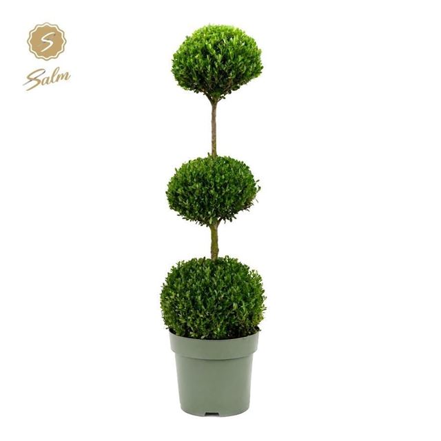 Picture of Buxus sempervirens trioball