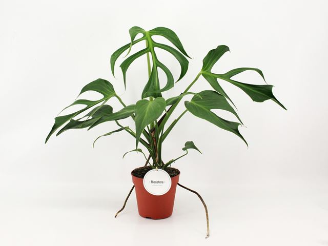 Picture of Monstera burle marx flame