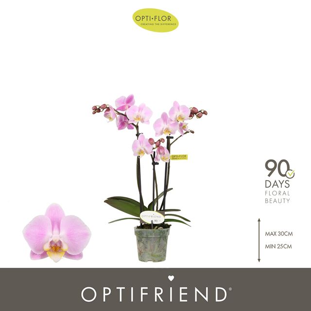 Picture of Phalaenopsis 03-stem optifriend fenna