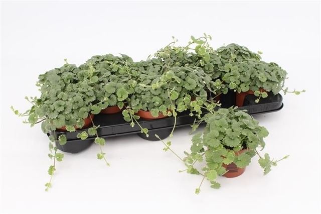 Picture of Nepeta hederacea