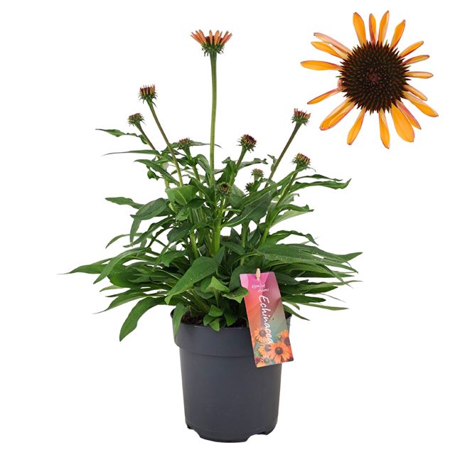 Picture of Echinacea sunseekers mineola