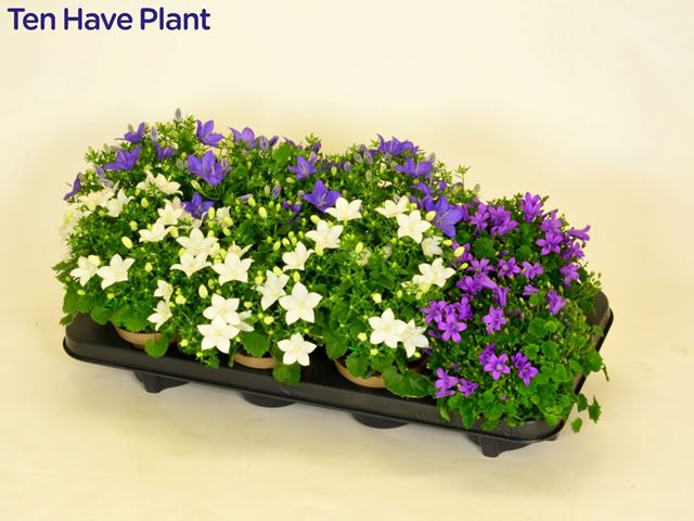 Picture of CAMPANULA MIX