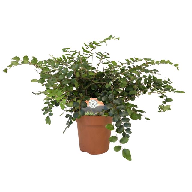 Picture of PELLAEA ROTUNDIFOLIA