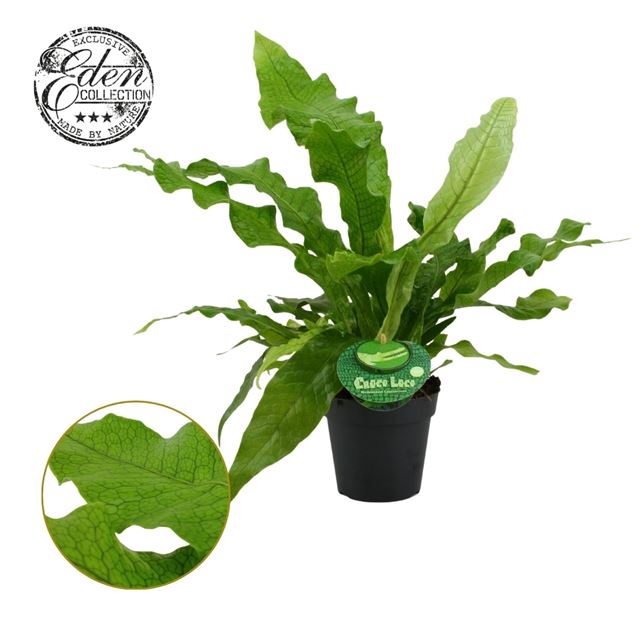 Picture of Microsorum crocodyllus