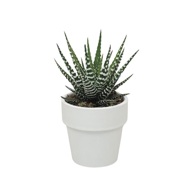 Picture of HAWORTHIA BIG BAND IN WHITE CERAMIC