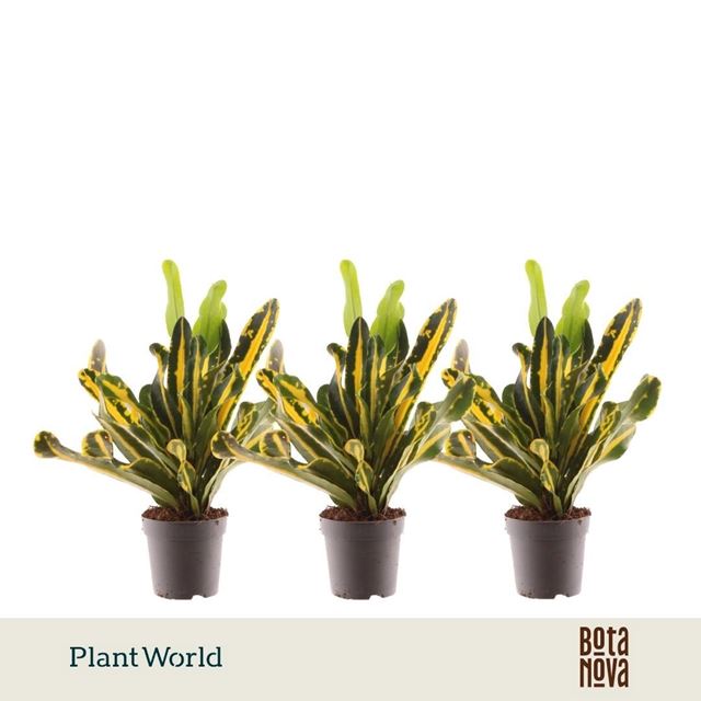 Picture of Croton mammi yellow