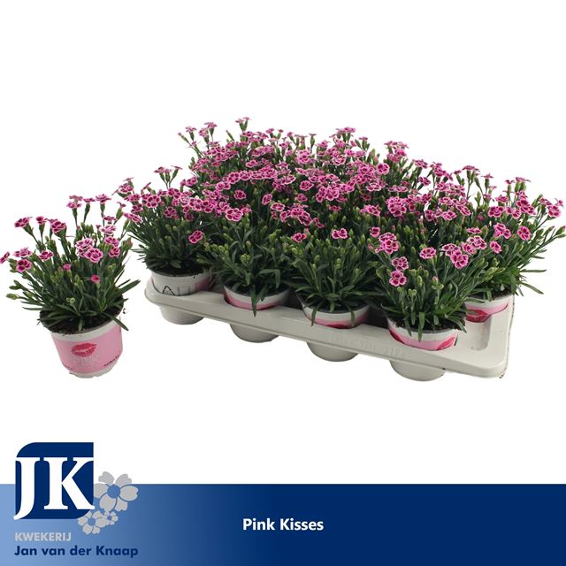 Picture of Dianthus caryophyllus pink kisses