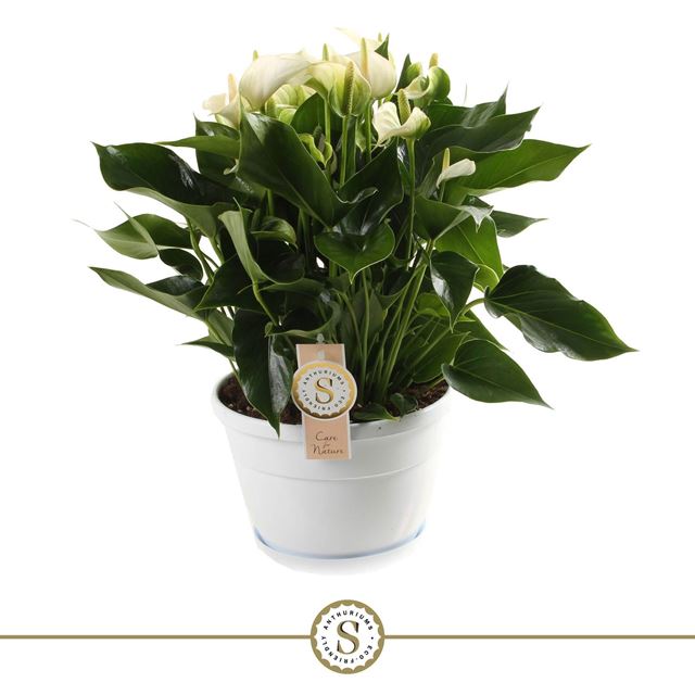 Picture of ANTHURIUM ANDREANUM CHAMPION WHITE 