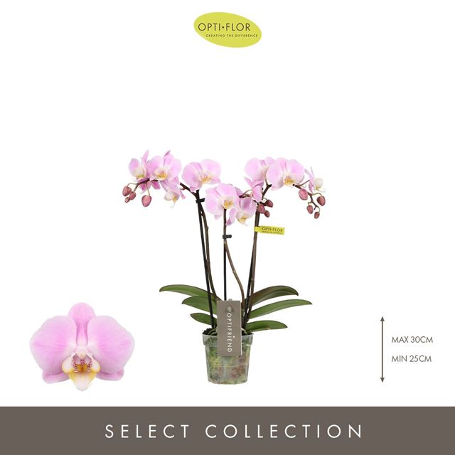Picture of PHALAENOPSIS 03-STEM OPTIFRIEND FENNA 