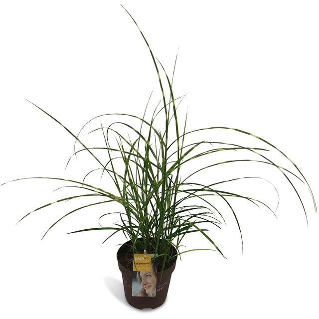 Picture of Miscanthus sinensis little zebra