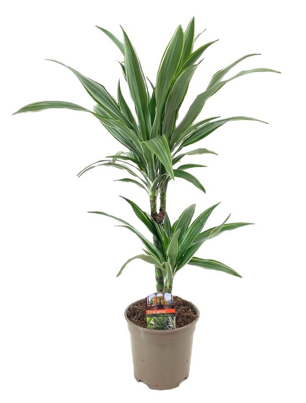 Picture of Dracaena deremensis warnecki 030+/10+