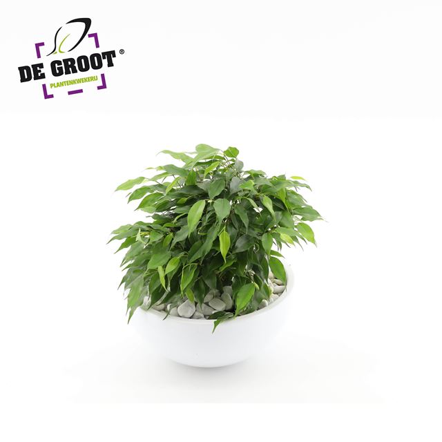 Picture of FICUS BENJAMINA KINKY GREEN IN CERAMIC