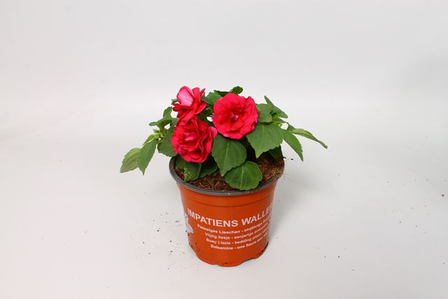 Picture of Impatiens walleriana fiesta purple