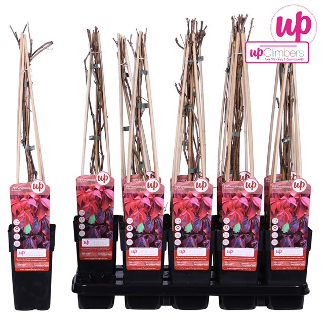 Picture of Parthenocissus quinquefolia