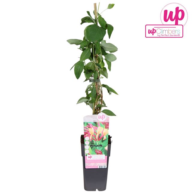Picture of Lonicera heckrottii goldflame