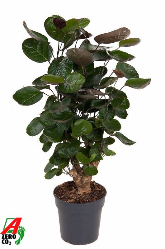 Picture of Polyscias fabian branched