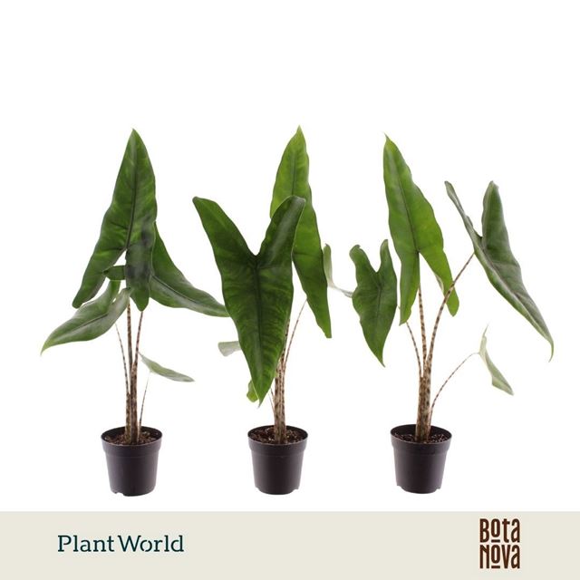 Picture of Alocasia zebrina