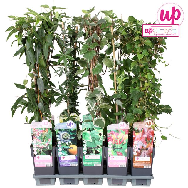 Picture of Climbers mix