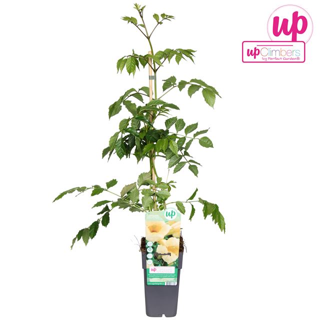 Picture of Campsis radicans flava