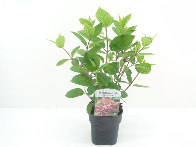 Picture of HYDRANGEA PANICULATA PINK DIAMOND