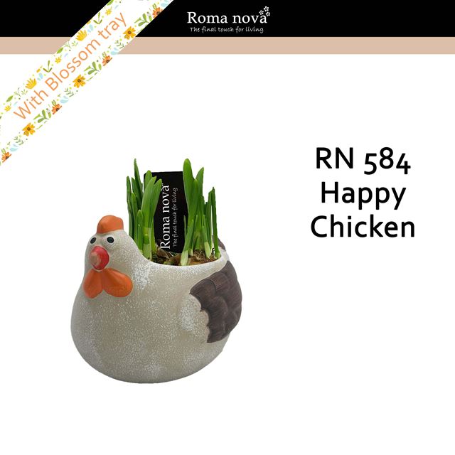 Picture of Narcissus happy chicken