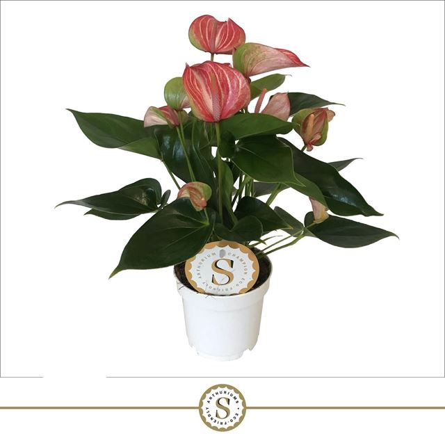 Picture of Anthurium andreanum livium red