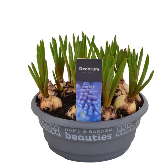 Picture of Muscari armeniacum blue in bowl