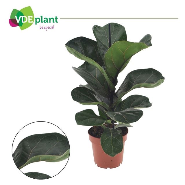 Picture of Ficus ov lyrata bambino