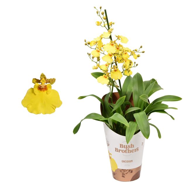 Picture of ONCIDIUM 01-STEM