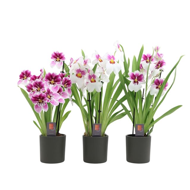 Picture of Miltoniopsis 03-stem mix in ceramic