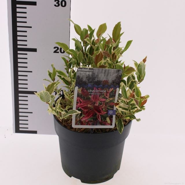 Picture of Leucothoe axillaris firestar