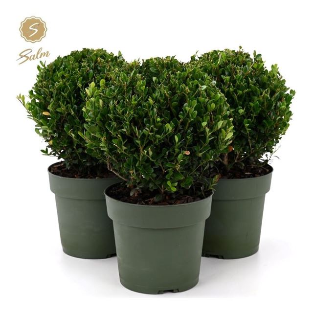 Picture of Ilex crenata ball 020cm