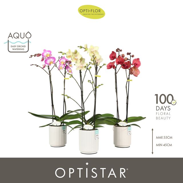 Picture of Phalaenopsis 02-st optistar hollywood mix in ceram