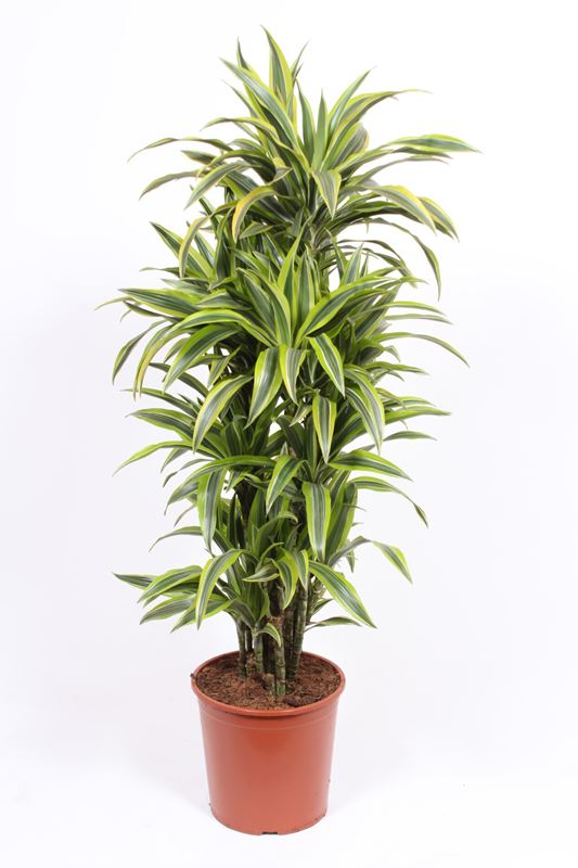 Picture of DRACAENA FRAGRANS LEMON LIME BRANCHED