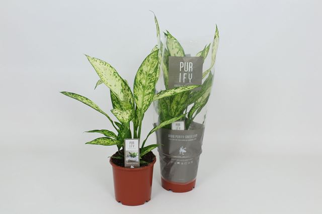 Picture of Dieffenbachia vesuvius