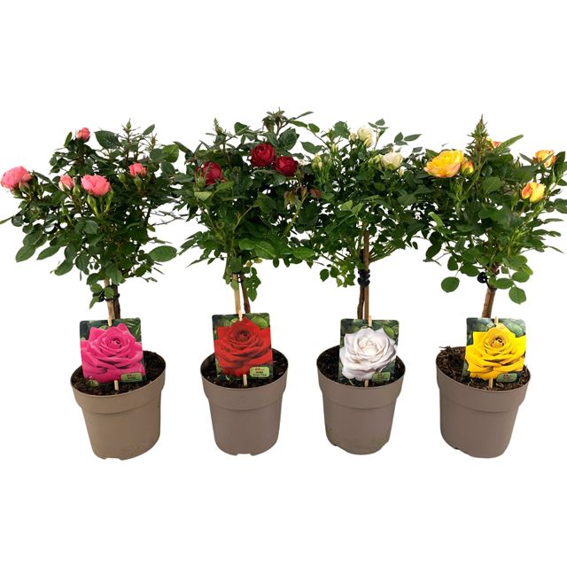 Picture of Rose PATIO ON STEM