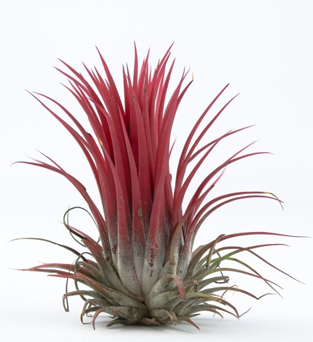 Picture of TILLANDSIA IONANTHA RED