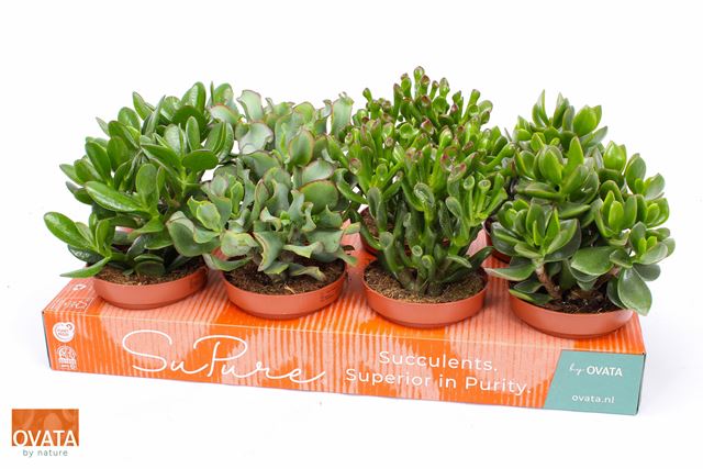 Picture of CRASSULA MIX