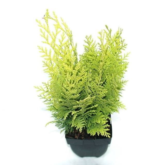 Picture of CHAMAECYPARIS LAWSONIANA STARDUST