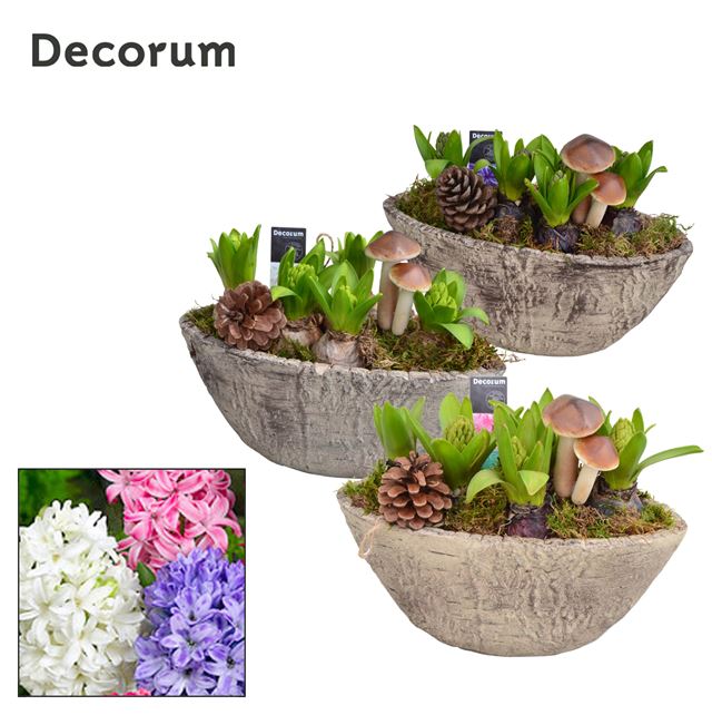 Picture of HYACINTHUS 05BULBS BOAT WOOD LOOK