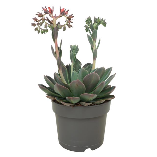 Picture of Echeveria blue prince