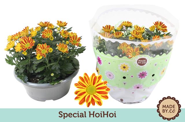 Picture of Chrysanthemum bowl hoihoi