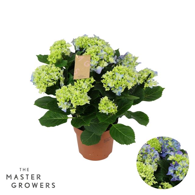 Picture of Hydrangea macrophylla 07 fl blue