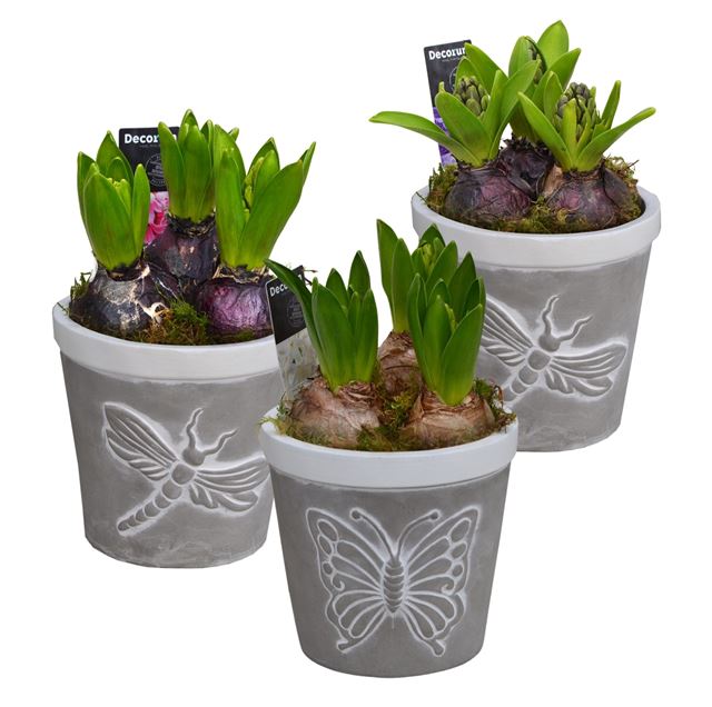 Picture of Hyacinthus 03bulbs ceramic flying nature