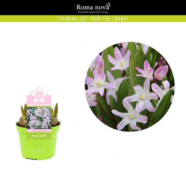 Picture of Chionodoxa pink giant