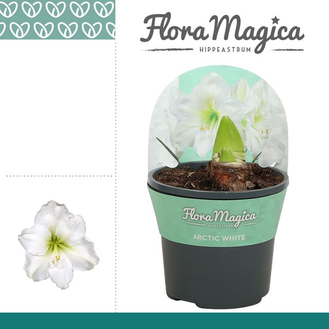 Picture of HIPPEASTRUM (AMARYLLIS) 02-FL ARCTIC WHITE POTCOVE