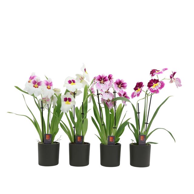 Picture of Miltoniopsis 02-stem mix in ceramic